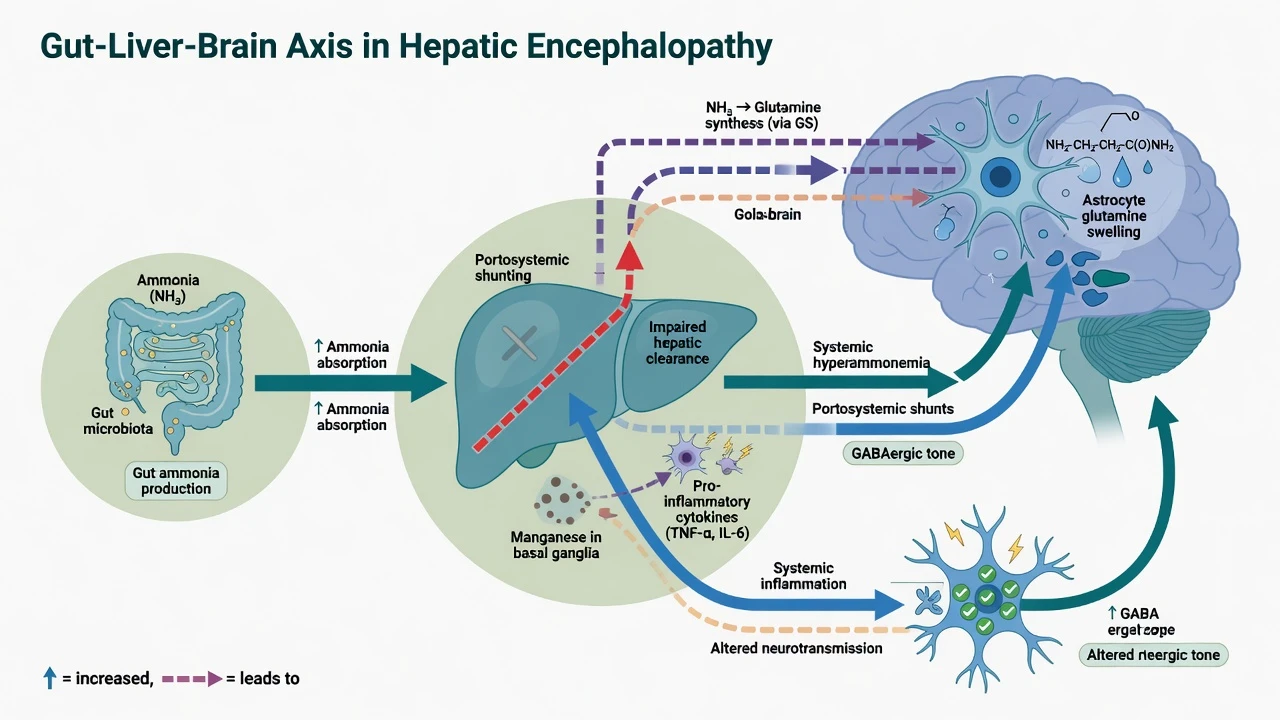 Gut liver brain axis pathophysiology of hepatic encephalopathy with ammonia shunting astrocyte swelling and GABAergic tone