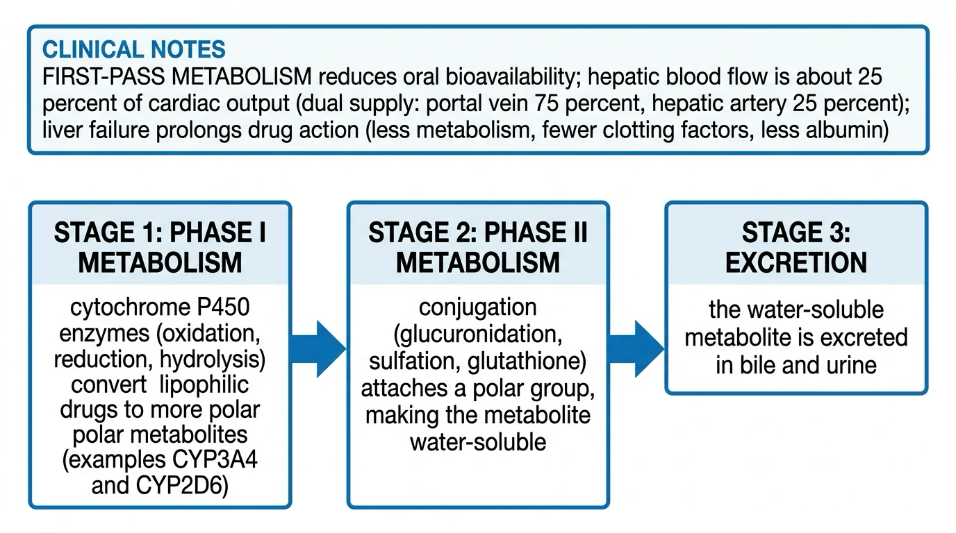 Phase I CYP450 then Phase II conjugation