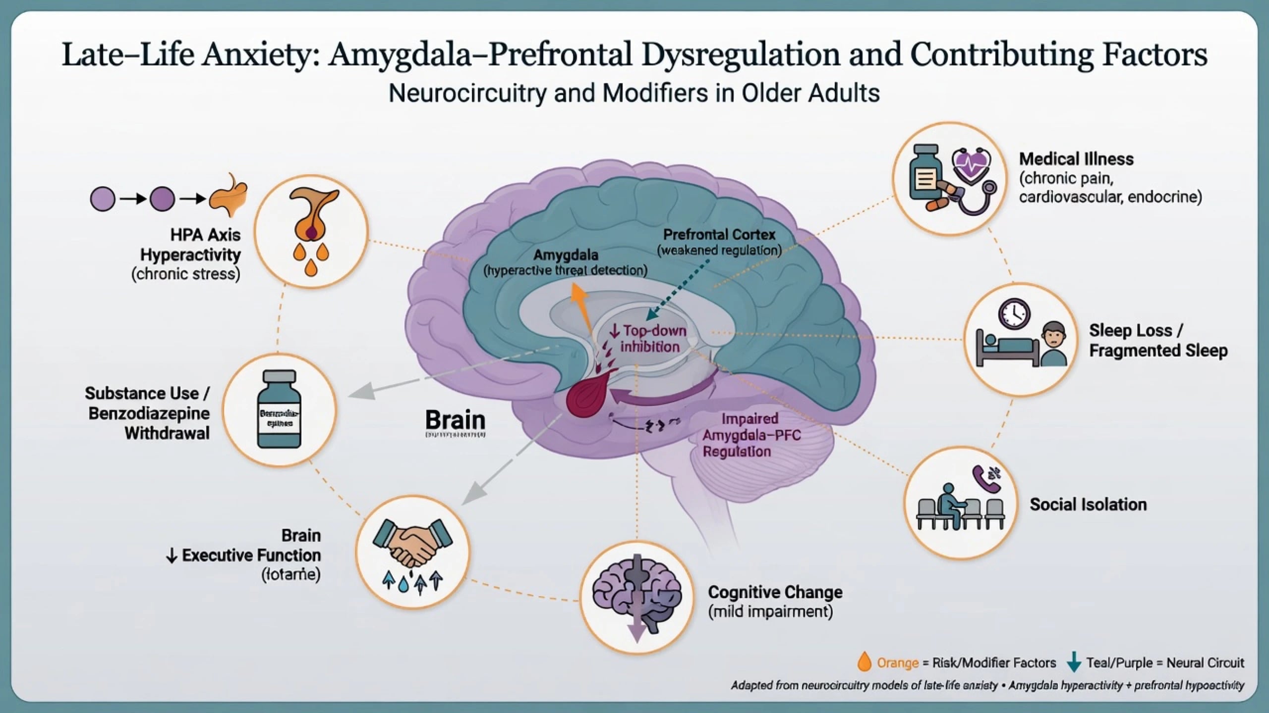 Conceptual mechanisms of late-life anxiety showing brain threat circuitry and modifiers including medical illness, isolation, cognitive change, and substances