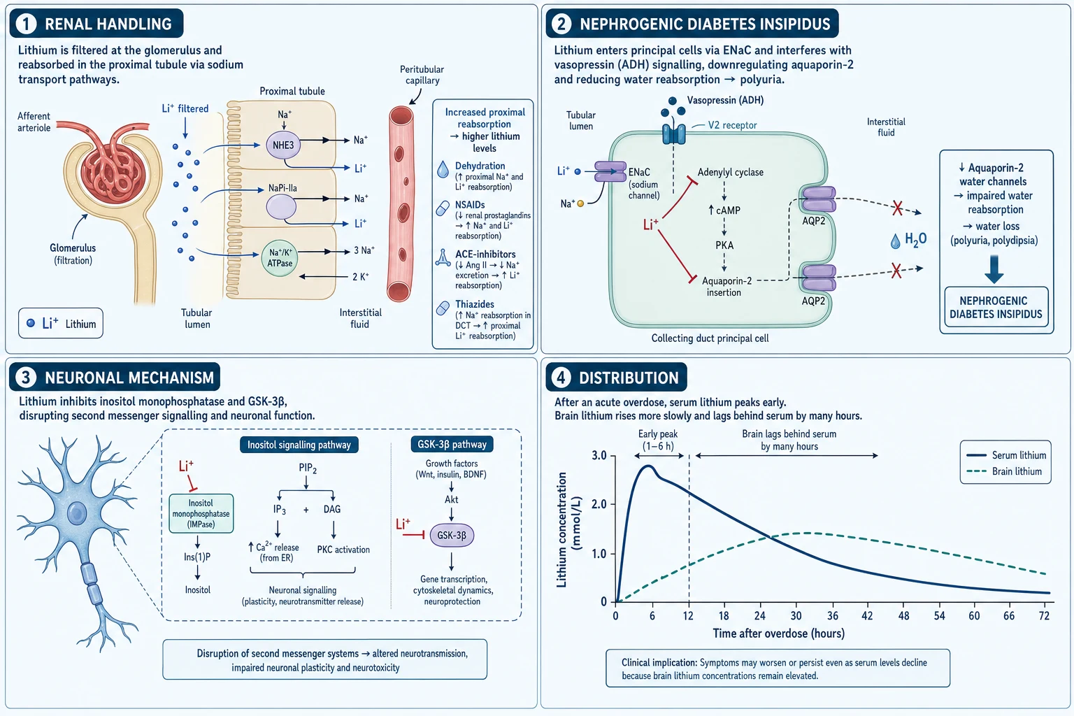 Four-panel map of lithium renal handling, nephrogenic diabetes insipidus, neuronal second-messenger effects, and serum versus brain concentration lag