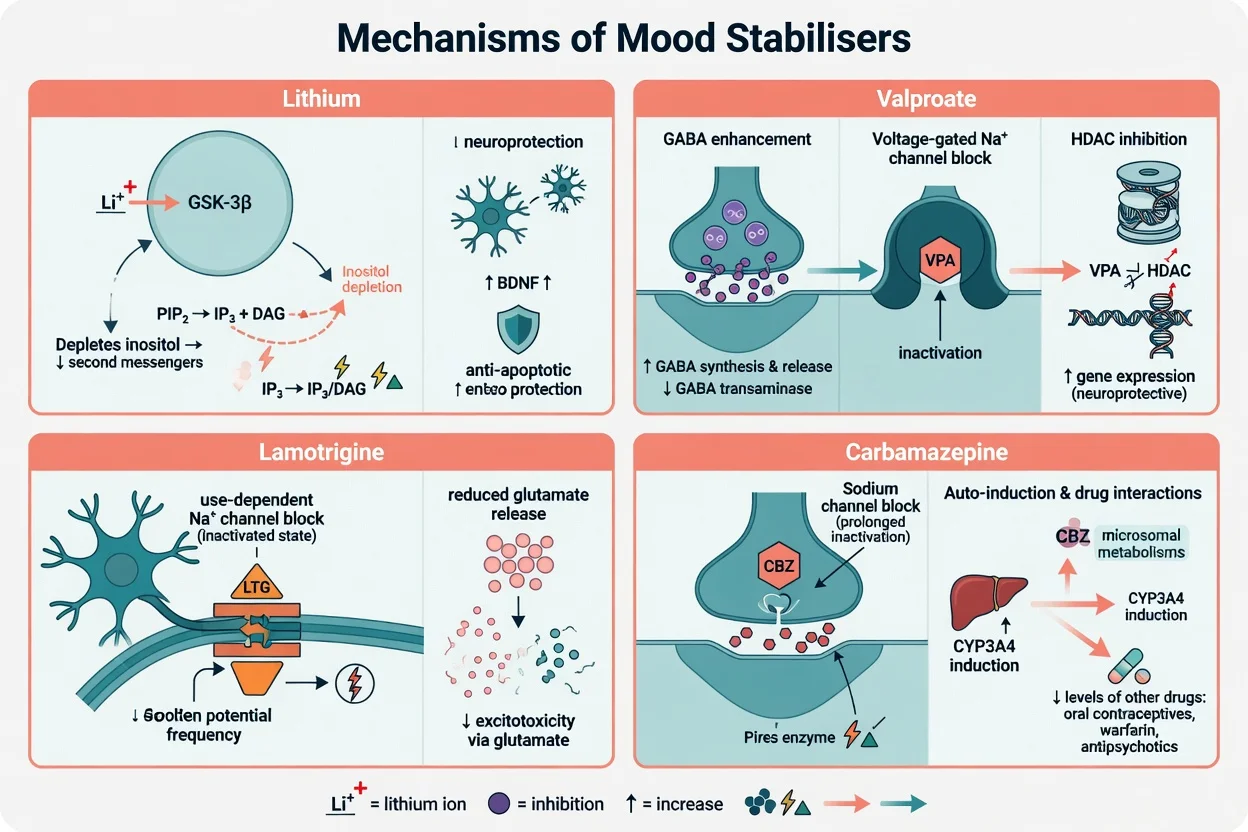 Four-panel mechanism map for lithium, valproate, lamotrigine and carbamazepine