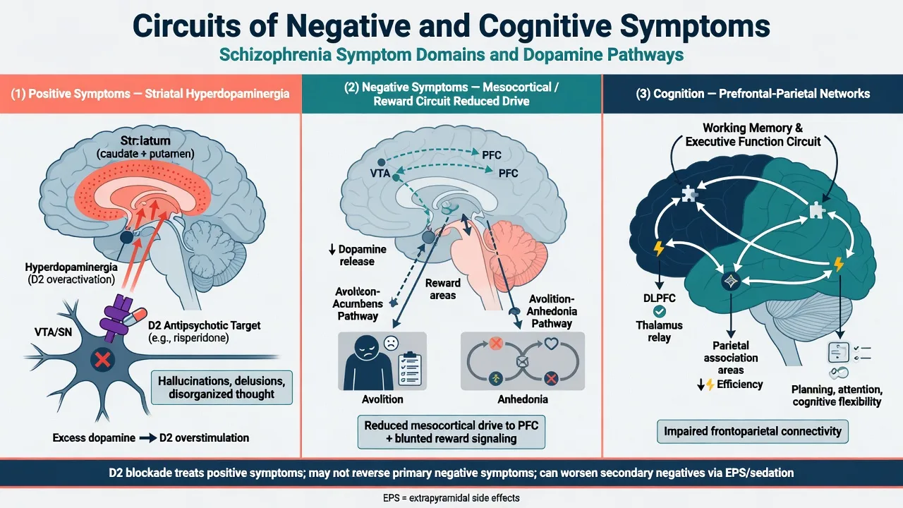 Three-panel circuit diagram: striatal hyperdopaminergia for positives, reward and mesocortical pathways for negatives, prefrontal networks for cognition
