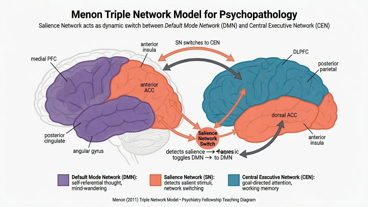 Menon triple network model showing DMN SN and CEN with salience switch