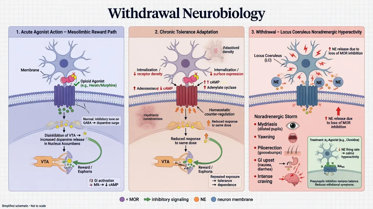 Mu receptor tolerance locus coeruleus withdrawal hyperactivity and alpha-2 agonist rationale