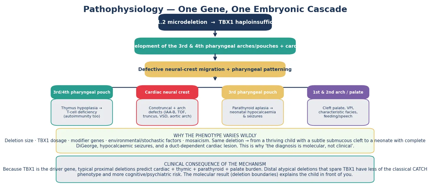 A vertical cascade from the 22q11.2 deletion at the top through TBX1 haploinsufficiency and defective neural-crest migration to four organ-outcome panels — thymus (T-cell deficiency), heart (conotruncal and arch defects), parathyroid (hypocalcaemia), and palate and face — with footers on variable expressivity and on the psychiatric risk that emerges later