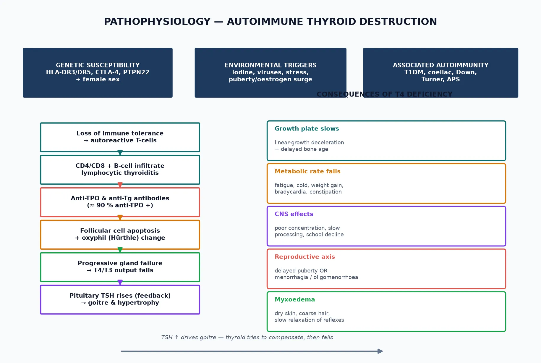 Pathophysiology infographic: cascade from genetic susceptibility and triggers through lymphocytic infiltration and anti-TPO antibodies to follicular cell destruction, T4 fall, TSH rise and goitre, with downstream consequences on growth, metabolism, CNS and puberty