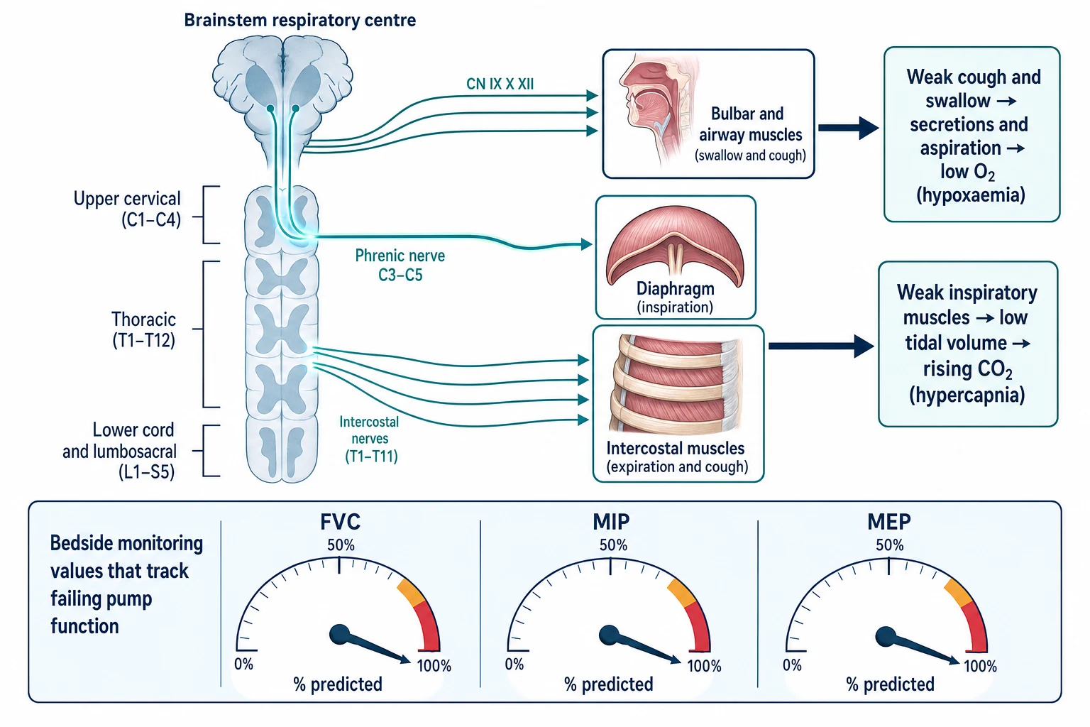 The respiratory pump from brainstem to diaphragm and bulbar muscles with bedside FVC, MIP, and MEP monitoring gauges