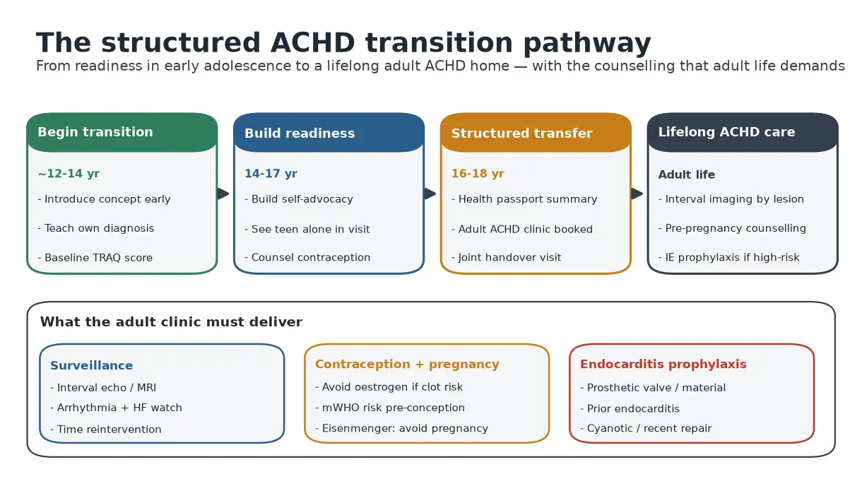 Educational transition pathway algorithm: begin transition at roughly twelve to fourteen years (introduce the concept, teach the diagnosis in the young person's own words, baseline TRAQ readiness score); build readiness from fourteen to seventeen years (self-advocacy, see the adolescent alone for part of the visit, counsel contraception and exercise); structured transfer at sixteen to eighteen years (a health-passport summary, a named adult ACHD clinic booked, a joint or overlapping handover); and lifelong adult ACHD care (lesion-specific interval imaging, pre-pregnancy modified WHO counselling, endocarditis prophylaxis for high-risk lesions only), with a lower panel showing the three adult-clinic tasks of surveillance, contraception and pregnancy, and endocarditis prophylaxis