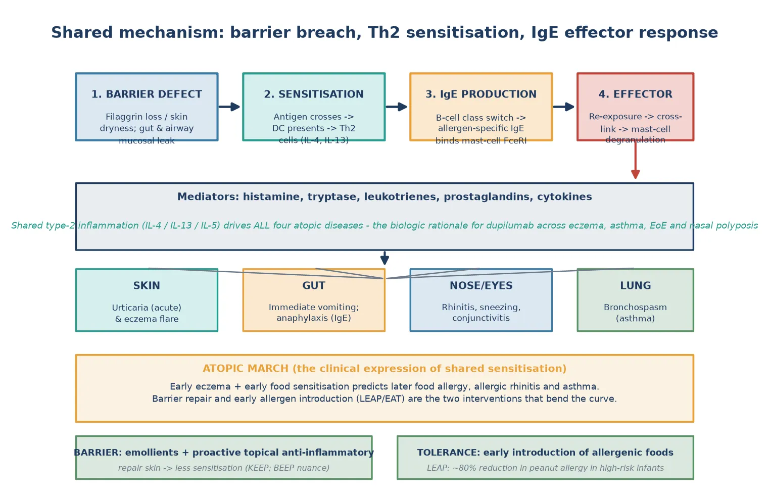 Shared pathophysiology of the atopic march from barrier defect through dendritic-cell presentation and Th2 sensitisation, interleukin-4/13-driven immunoglobulin E class switching and mast-cell Fc-epsilon receptor binding, to re-exposure cross-linking and mast-cell degranulation with histamine, tryptase, leukotrienes and prostaglandins producing organ-specific outcomes in skin, gut, nose and lung, plus the shared type-2 inflammation rationale for dupilumab and the two interventions that bend the curve, barrier repair and early allergen introduction.