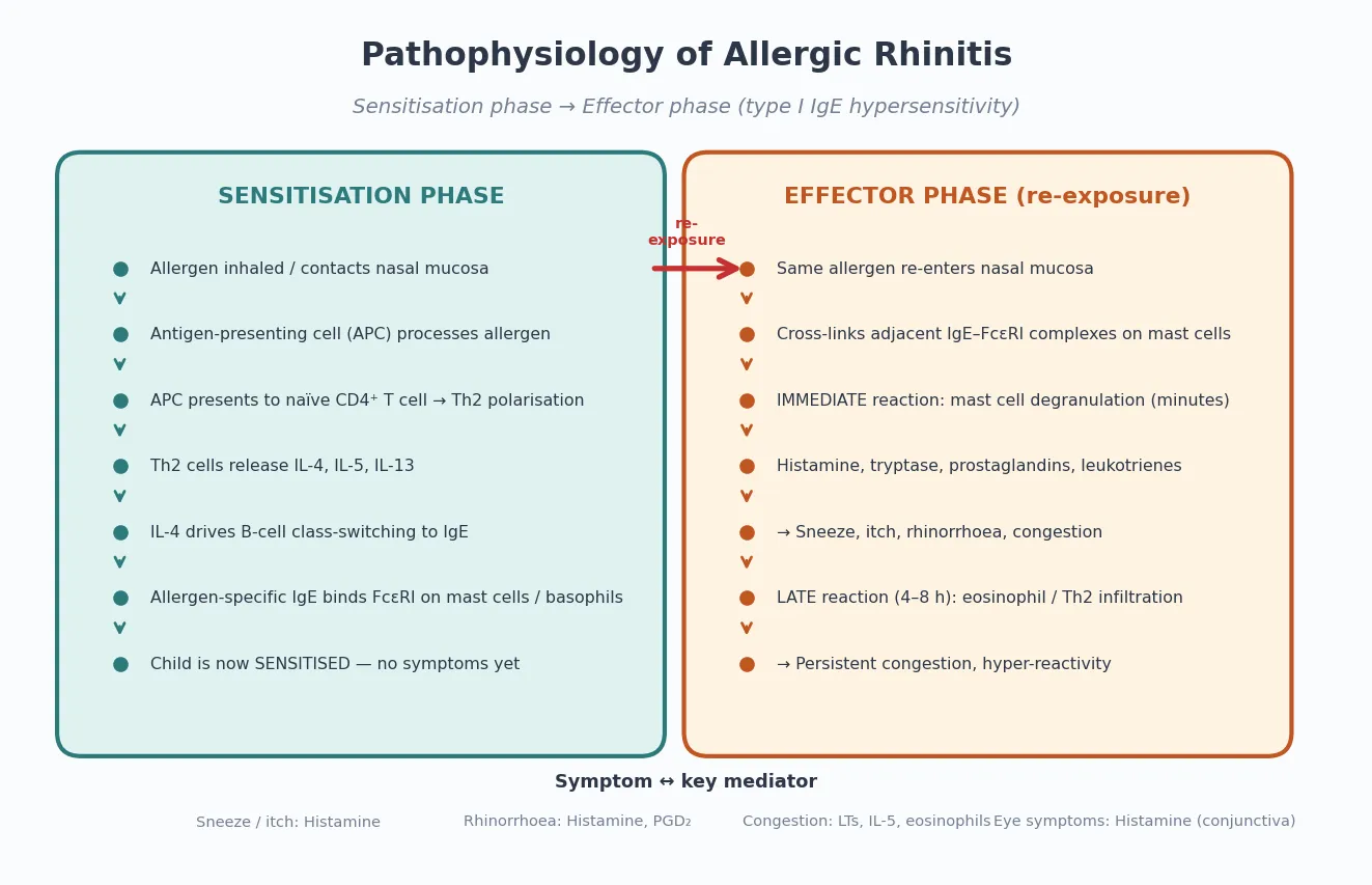 Two-phase IgE mechanism of allergic rhinitis: sensitisation through Th2 and IgE class-switching, then mast-cell degranulation on re-exposure with immediate and late-phase reactions