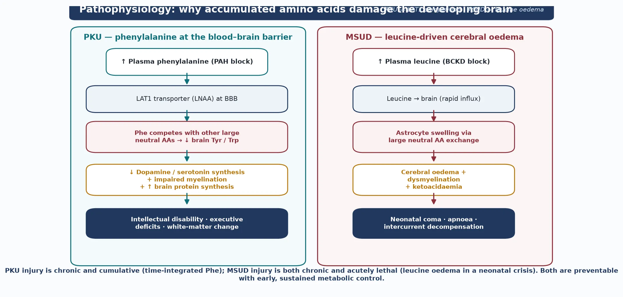 Two-panel cascade: the PKU panel shows elevated phenylalanine competing at the LAT1 large-neutral-amino-acid transporter at the blood–brain barrier, depleting brain tyrosine and tryptophan, disrupting dopamine, serotonin and myelin synthesis and producing intellectual disability and white-matter change; the MSUD panel shows elevated leucine driving astrocyte swelling, cerebral oedema and dysmyelination alongside ketoacidaemia