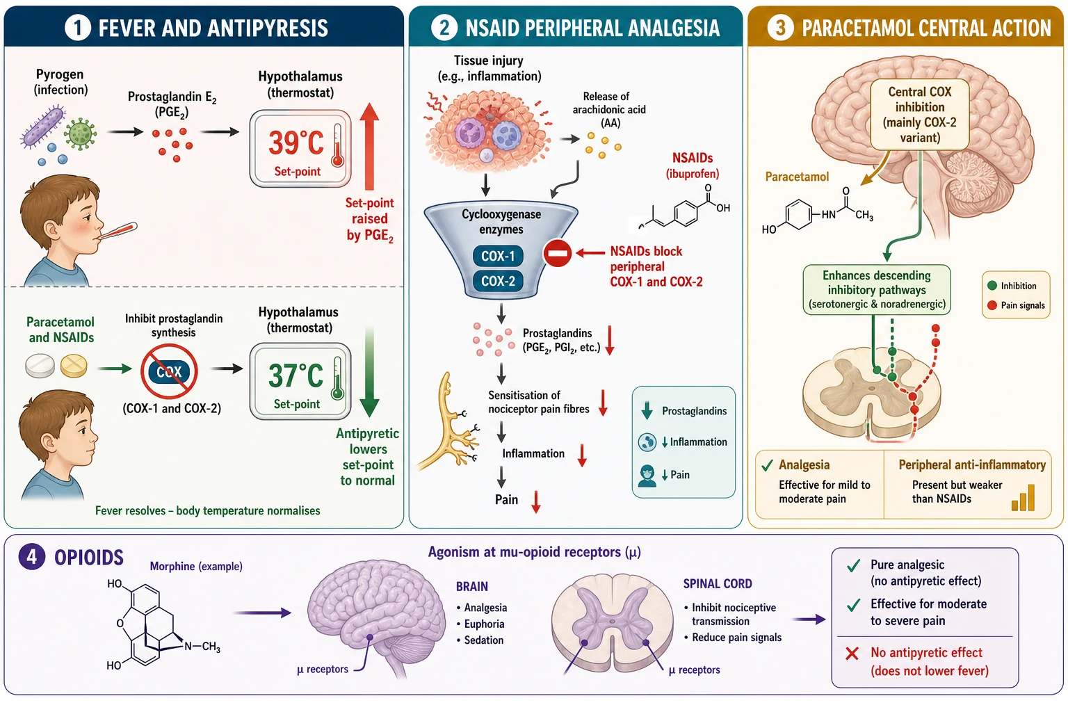 Reviewed educational mechanism diagram with two panels. Left panel titled Antipyresis: a hypothalamic thermostat icon reset upward to 39 degrees by prostaglandin E2, with paracetamol and NSAIDs inhibiting prostaglandin synthesis to restore the normal set-point, an arrow labelled normalise set-point, and a child with a normalising thermometer. Right panel titled Peripheral analgesia: a tissue-injury site releasing arachidonic acid, a cyclooxygenase COX-1 and COX-2 enzyme funnel generating prostaglandins that sensitise pain fibres, blocked by NSAIDs. A small inset shows the mu-opioid receptor in brain and spinal cord for morphine.