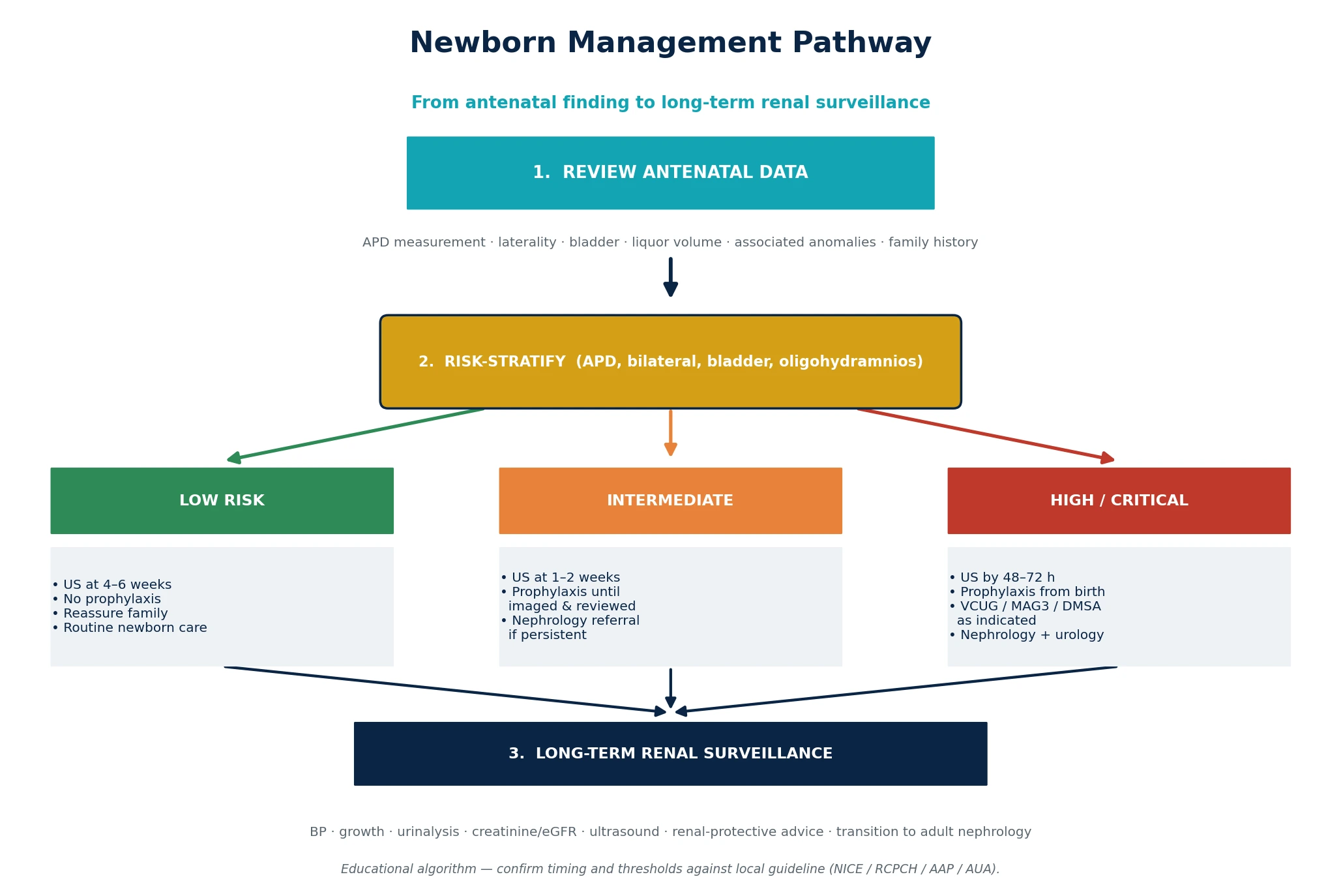 Management algorithm branching from antenatal review through risk stratification into low, intermediate and high-risk pathways converging on long-term renal surveillance