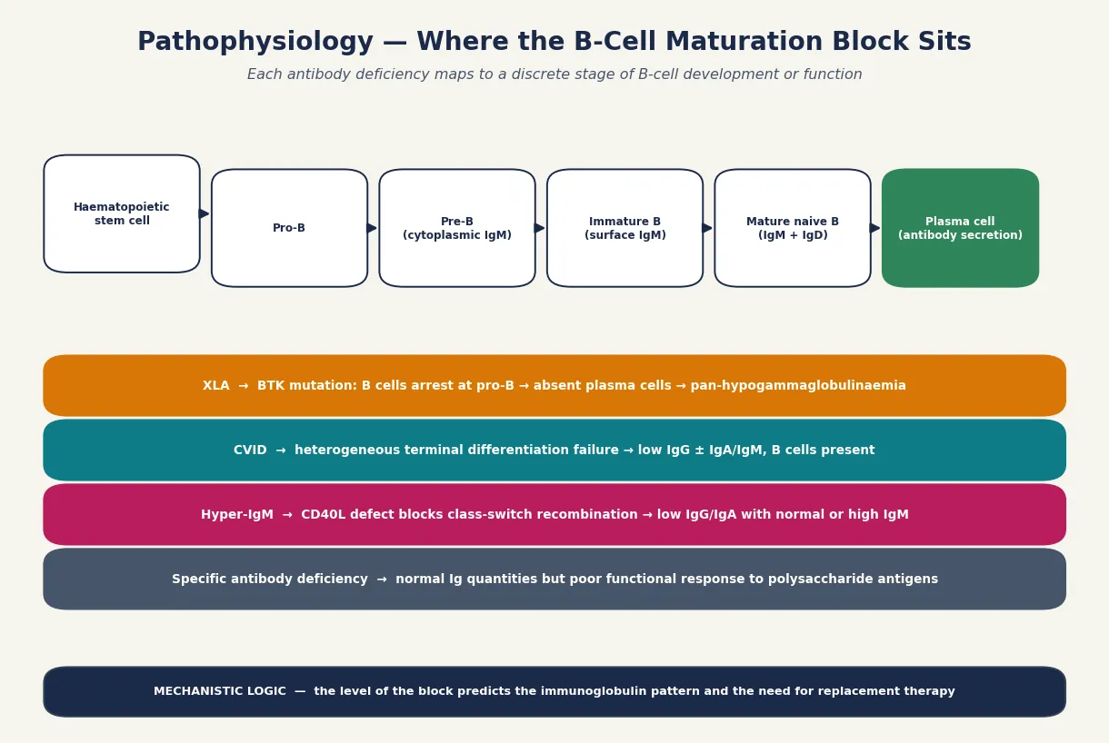 Horizontal B-cell maturation pipeline from haematopoietic stem cell through pro-B, pre-B, immature B, mature naive B to plasma cell, with coloured annotation rows showing where XLA, CVID, hyper-IgM and specific antibody deficiency each block the pathway