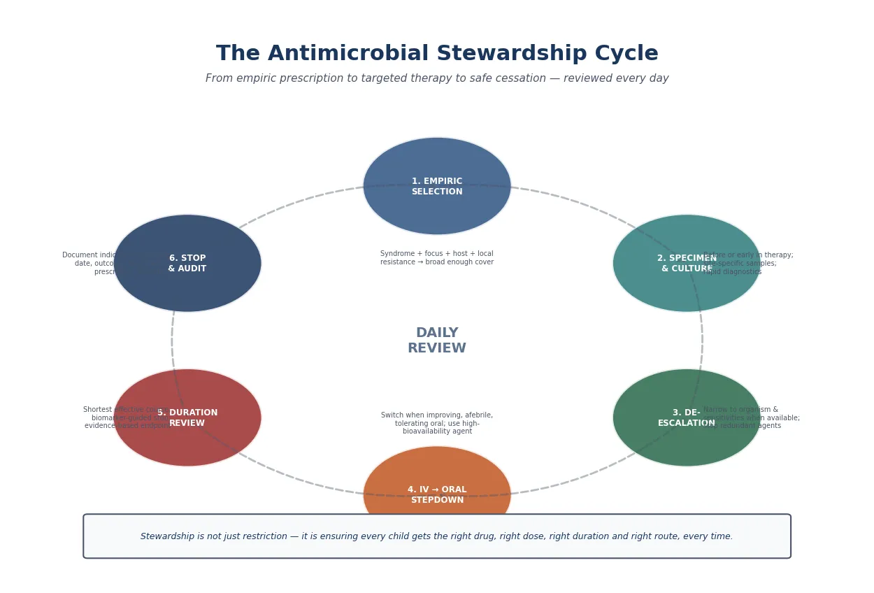 Educational schematic of the antimicrobial stewardship cycle shown as six numbered steps in a circle: empiric selection, specimen and culture, de-escalation, IV-to-oral stepdown, duration review, and stop and audit, with a daily review hub at the centre and a teaching banner explaining the four pillars