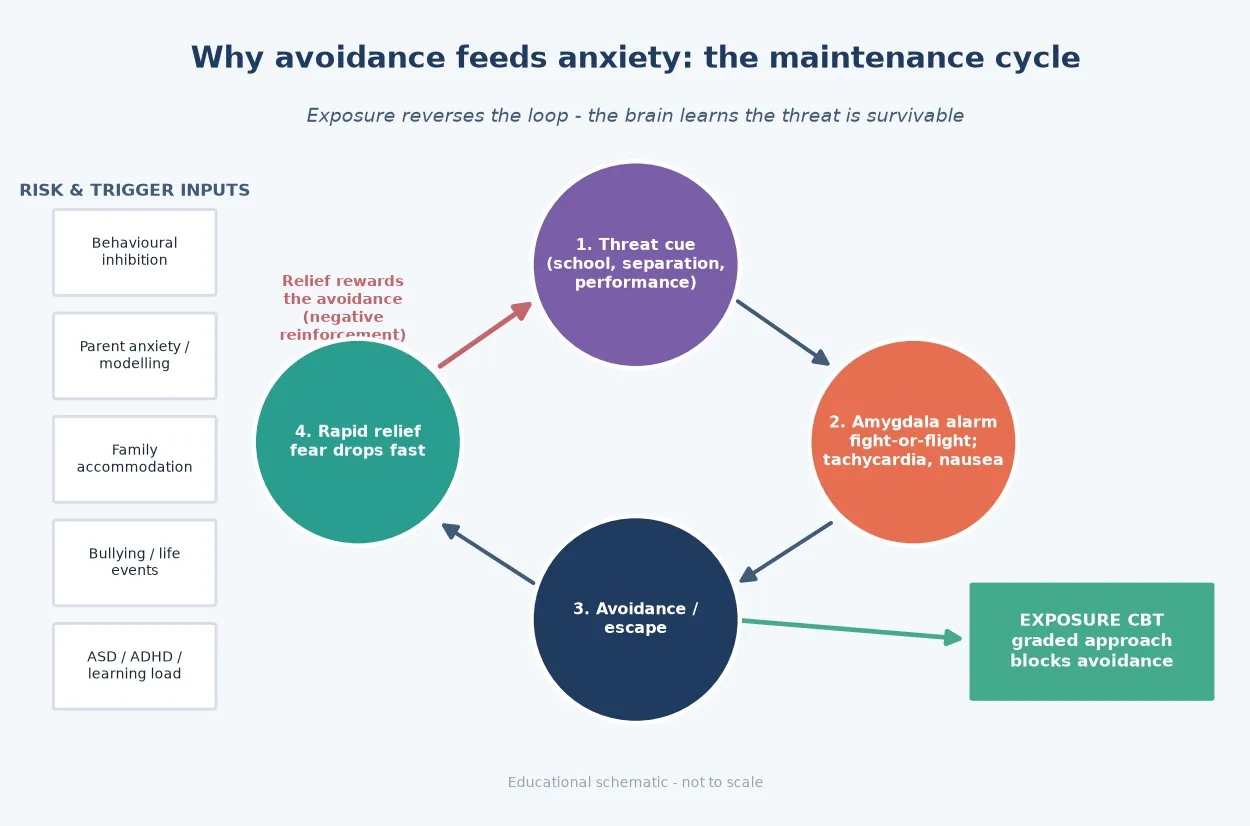 Educational cycle diagram of anxiety maintenance: threat cue, amygdala fight-or-flight arousal, avoidance, rapid relief, with relief rewarding avoidance through negative reinforcement, and exposure-based CBT blocking the avoidance step