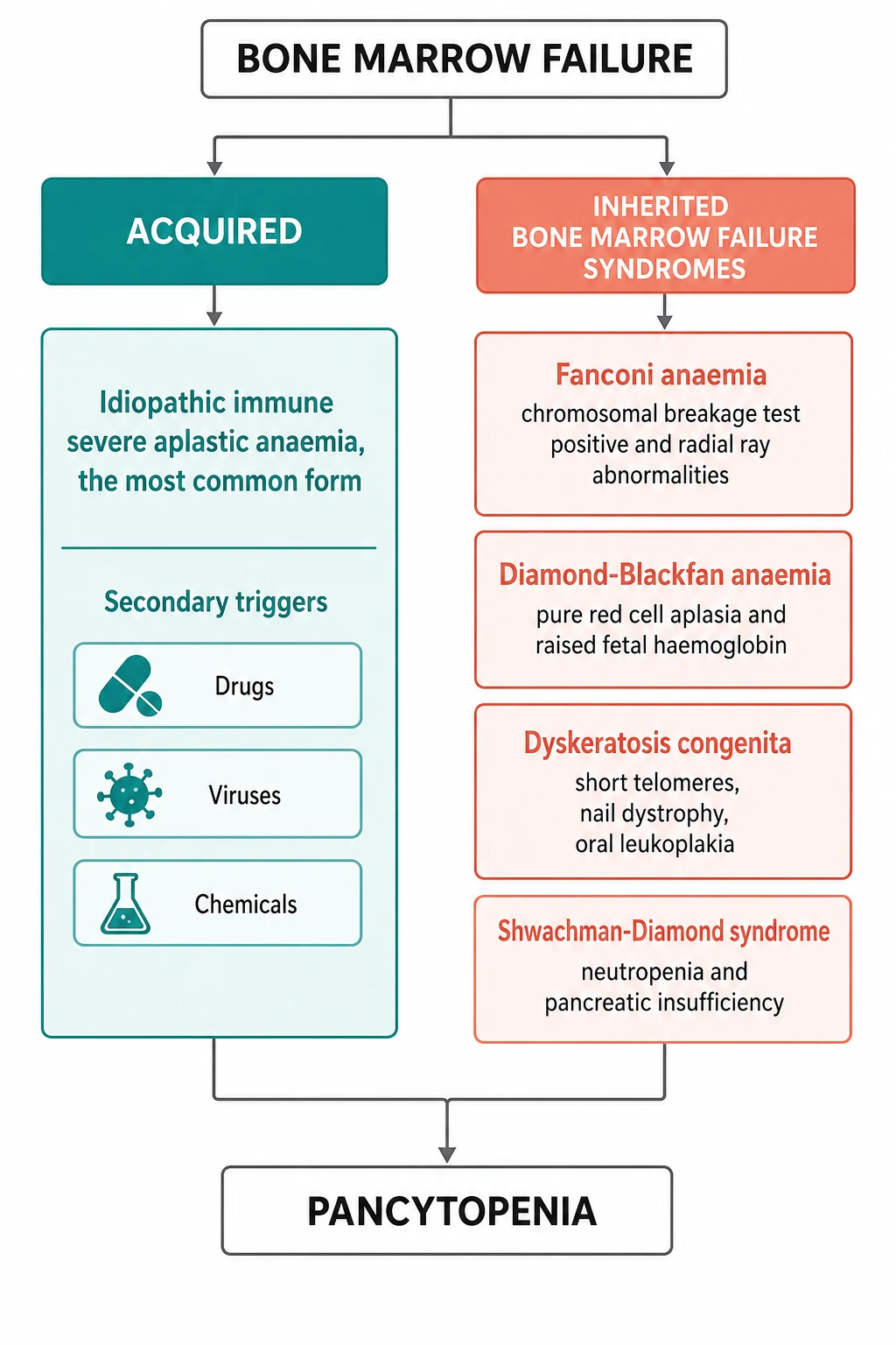 A clean medical-education classification schematic on a white background. Two main columns divide bone marrow failure into Acquired and Inherited. The left teal column labelled Acquired has one large box for idiopathic immune severe aplastic anaemia, the most common form, with smaller sub-boxes for secondary triggers of drugs, viruses, and chemicals. The right coral column labelled Inherited Bone Marrow Failure Syndromes has four stacked boxes: Fanconi anaemia with chromosomal breakage test positive and radial ray abnormalities, Diamond-Blackfan anaemia with pure red cell aplasia and raised fetal haemoglobin, dyskeratosis congenita with short telomeres, nail dystrophy, and oral leukoplakia, and Shwachman-Diamond syndrome with neutropenia and pancreatic insufficiency. Thin grey connecting arrows show both columns converge on pancytopenia at the bottom.