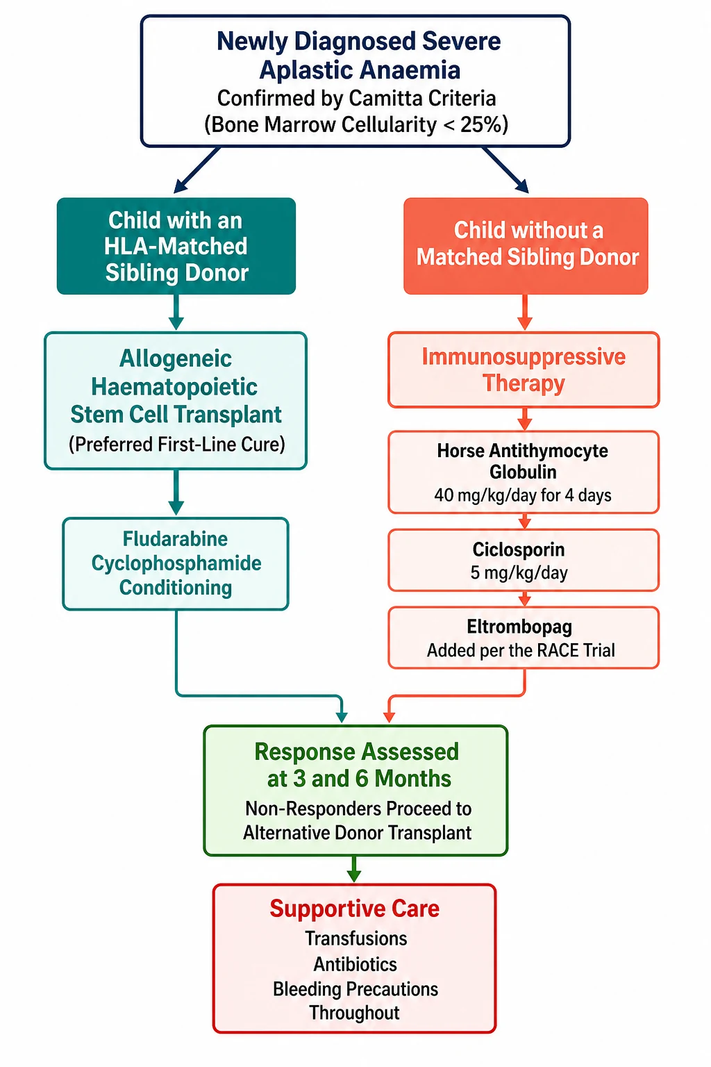A clean medical-education treatment algorithm on a white background. A top central box reads newly diagnosed severe aplastic anaemia confirmed by Camitta criteria with bone marrow cellularity under 25 percent. Two downward arrows split into two colour coded treatment pathways. The left teal pathway for the child with an HLA matched sibling donor reads allogeneic haematopoietic stem cell transplant, the preferred first line cure, with fludarabine cyclophosphamide conditioning. The right coral pathway for the child without a matched sibling donor reads immunosuppressive therapy, with horse antithymocyte globulin 40 mg per kg per day for four days, ciclosporin 5 mg per kg per day, and eltrombopag added per the RACE trial. Below both pathways a green outcome box reads response assessed at three and six months with non responders proceeding to alternative donor transplant. A red supportive care box reads transfusions, antibiotics, and bleeding precautions throughout.