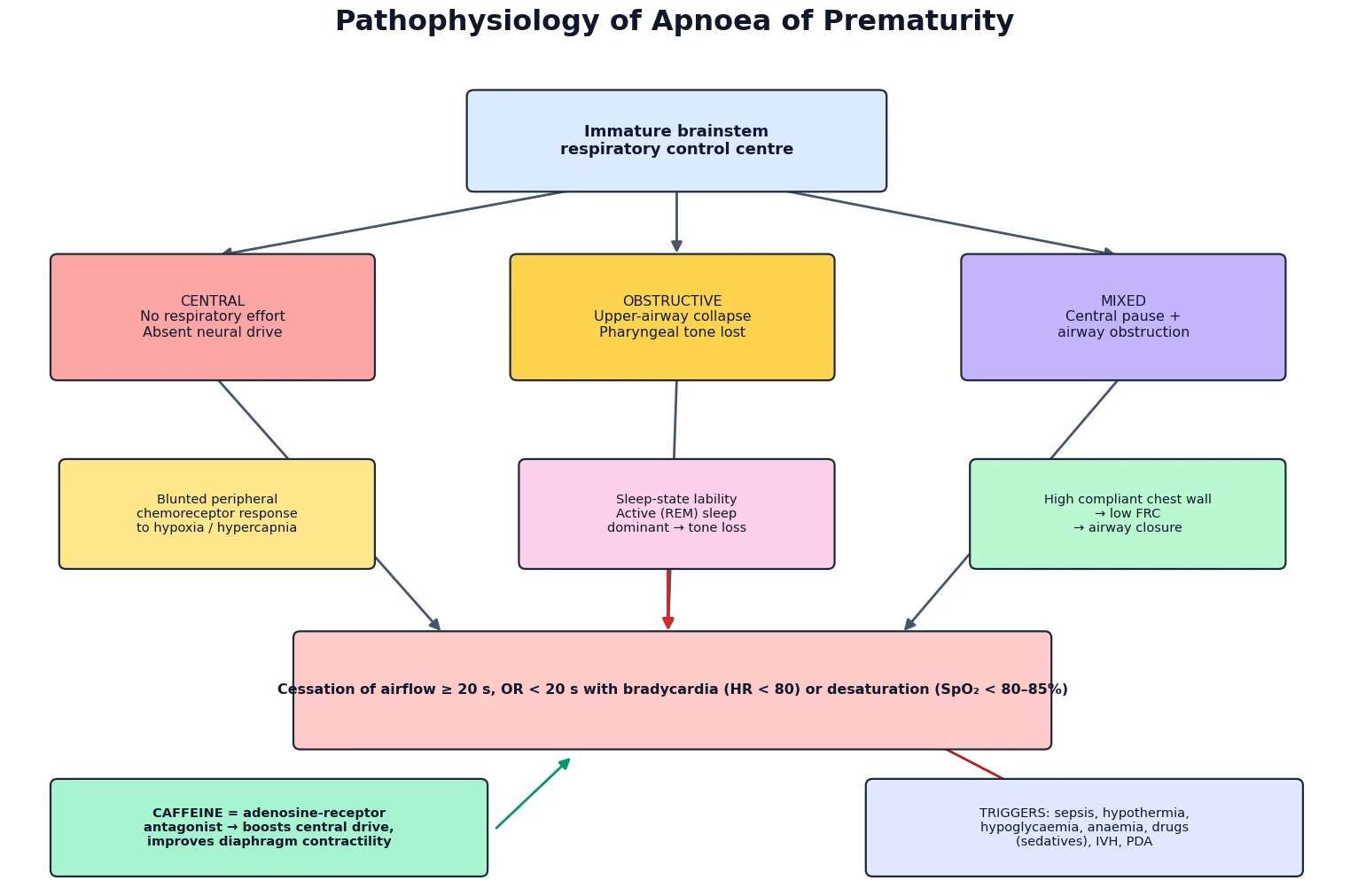 Immature brainstem respiratory control, chemoreceptor loop, and caffeine adenosine antagonism