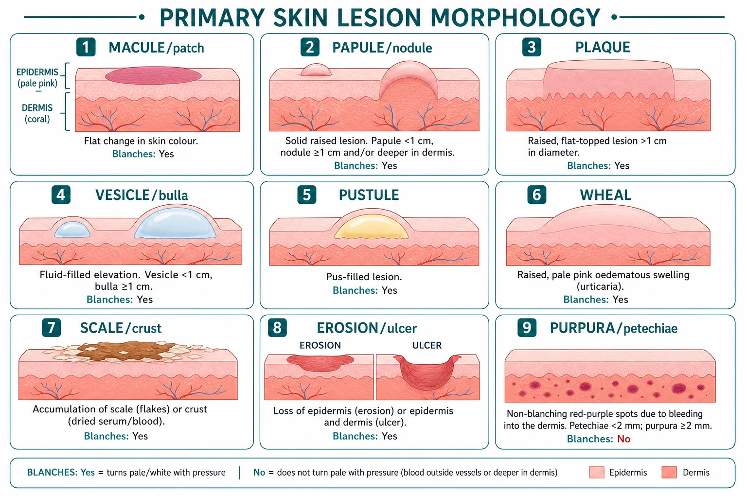 Schematic cross-section diagram of nine primary and secondary skin lesion morphologies from macule to purpura, each labelled with a definition and whether it blanches