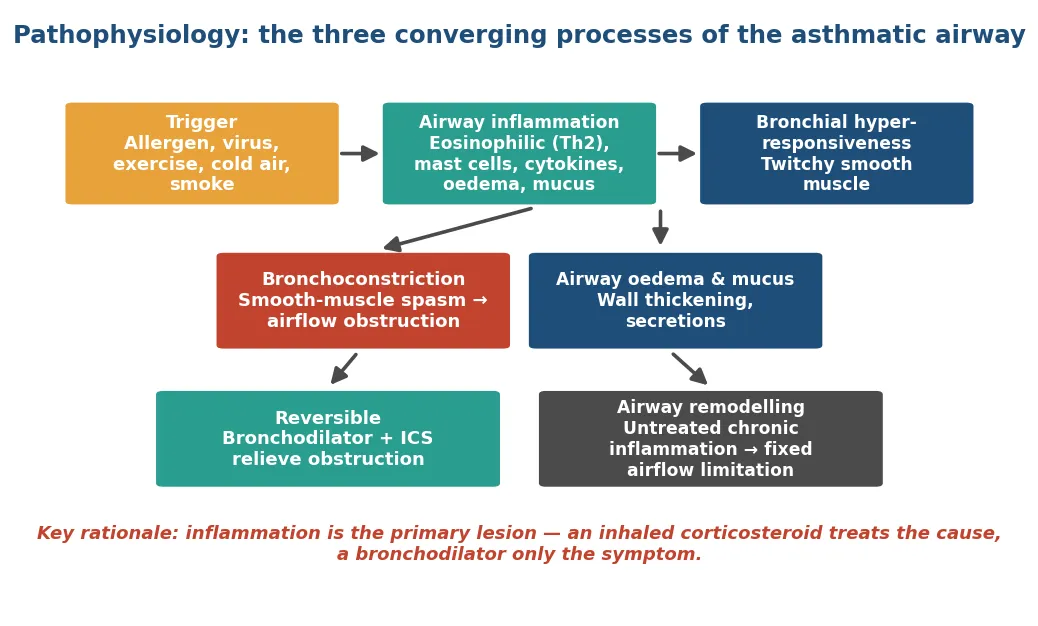 Pathophysiology of childhood asthma showing a trigger provoking Th2 eosinophilic airway inflammation and bronchial hyperresponsiveness, which produce bronchoconstriction, airway oedema and mucus, giving reversible obstruction acutely but, if chronic inflammation is untreated, progressing to airway remodelling and fixed airflow limitation