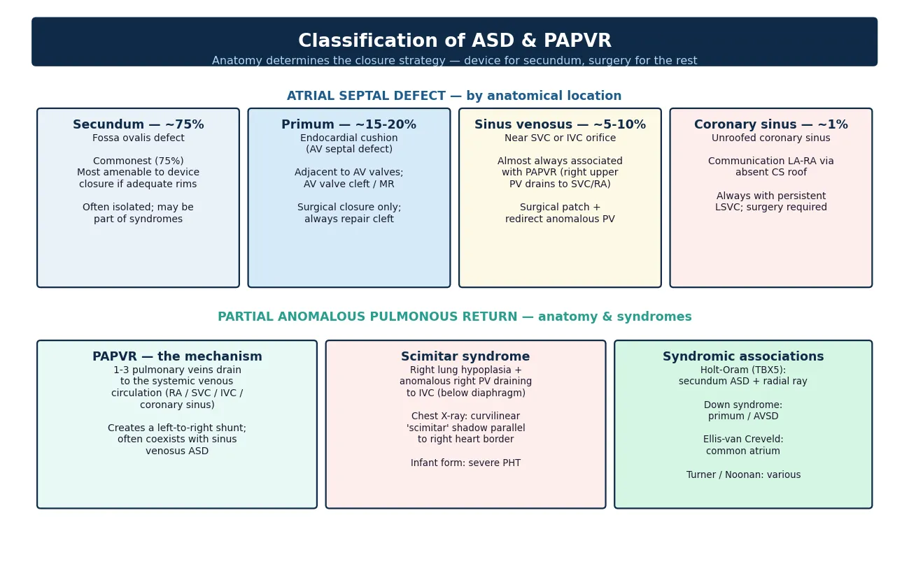 Classification map showing four ASD types as cards — secundum 75 per cent fossa ovalis device-closable, primum 15 to 20 per cent adjacent to atrioventricular valves with valve cleft, sinus venosus 5 to 10 per cent near the cava with anomalous pulmonary venous return, and coronary sinus 1 per cent unroofed — beside three cards for partial anomalous venous return anatomy, scimitar syndrome, and syndromic associations including Holt-Oram and Down syndrome