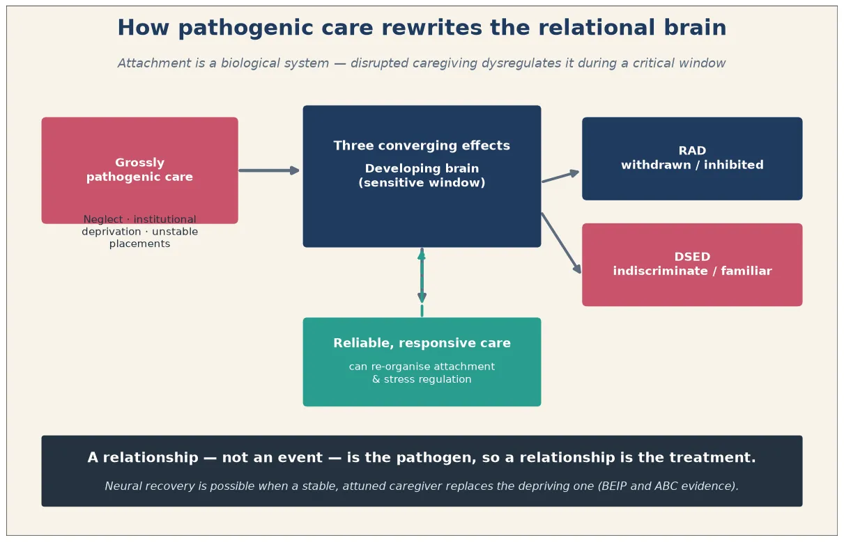 Neurodevelopmental mechanism diagram linking grossly pathogenic care to HPA cortisol dysregulation, amygdala prefrontal miscalibration and the RAD withdrawn and DSED indiscriminate phenotypes, with reliable responsive care as the recovery pathway