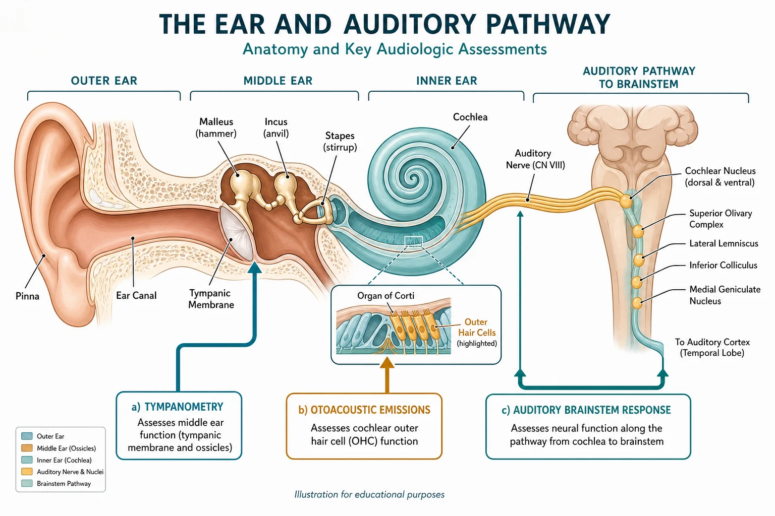 A labelled schematic cross-section of the ear and auditory pathway from the pinna and ear canal through the tympanic membrane and ossicles to the cochlear outer hair cells and the auditory nerve to the brainstem, with callout arrows showing what tympanometry, otoacoustic emissions and the auditory brainstem response each interrogate
