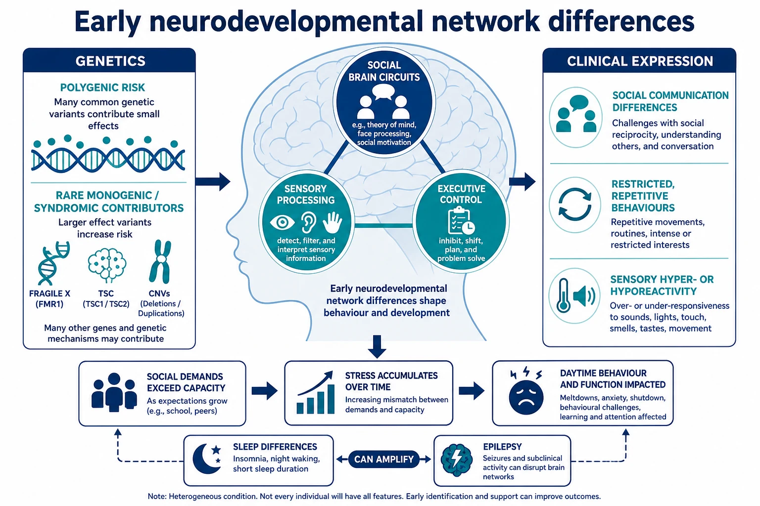 Schematic of early neurodevelopmental network differences with genetic contributors and clinical expression of social communication and RRB features