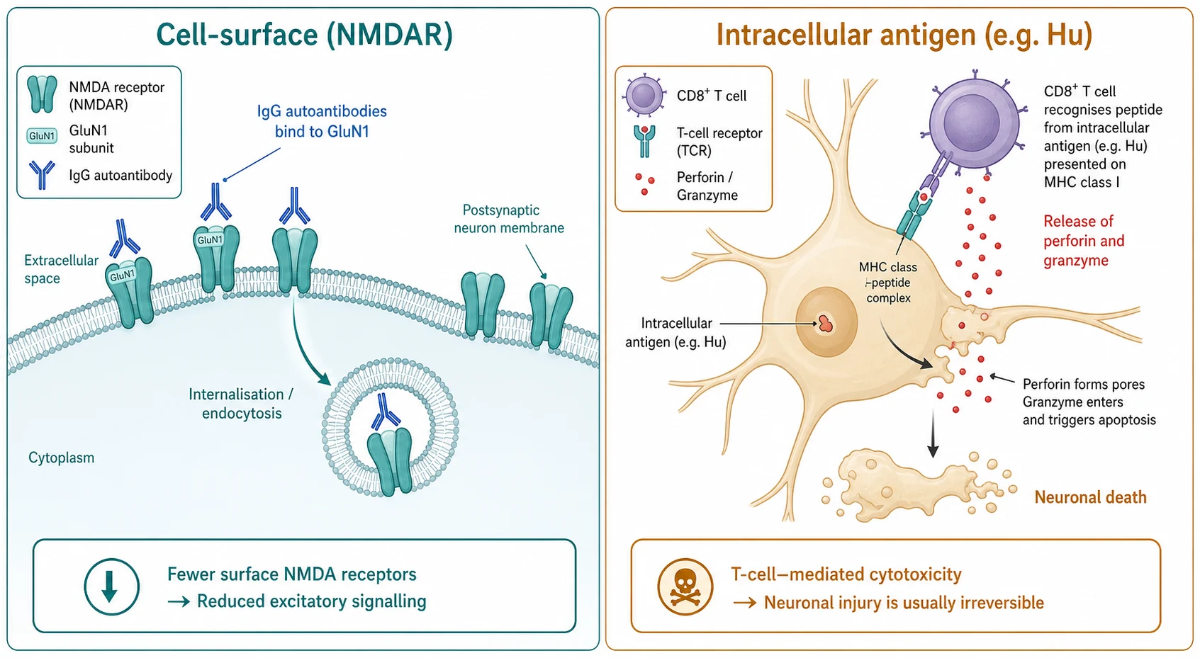 A mechanism diagram on a white background. Left panel shows NMDA receptor channels on a postsynaptic membrane with Y-shaped antibodies binding the GluN1 subunit and triggering receptor internalisation into a vesicle, reducing surface receptors. Right panel shows an intracellular antigen inside a neuron with CD8 T cells releasing perforin and granzyme to kill the cell.