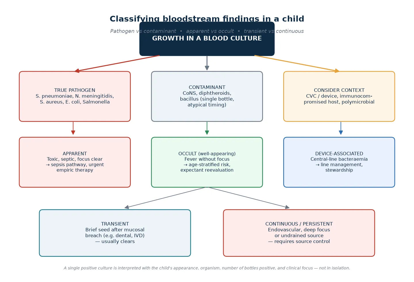 Reviewed educational schematic classifying a positive blood culture as true pathogen versus contaminant, apparent versus occult, and transient versus persistent bacteraemia, with device-associated bacteraemia shown separately