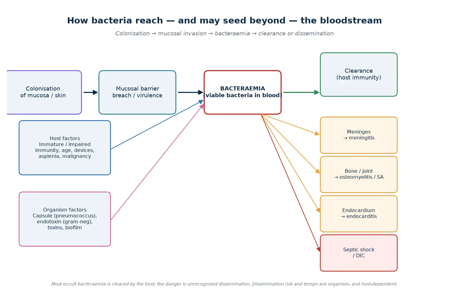 Reviewed educational schematic showing the path from mucosal colonisation through barrier breach to bacteraemia, then either host clearance or dissemination to meninges, bone, joint, endocardium and septic shock, with host and organism factors feeding in