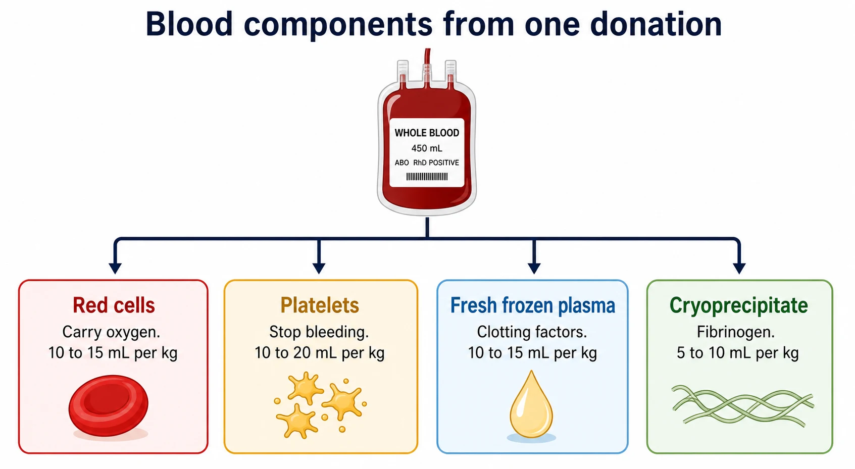 A clean medical-education schematic on a white background titled Blood components from one donation. A unit of whole blood at top centre splits by one downward arrow into four colour-coded rounded boxes in a horizontal row. A red box labelled Red cells with subtext Carry oxygen 10 to 15 mL per kg. An amber box labelled Platelets with subtext Stop bleeding 10 to 20 mL per kg. A pale blue box labelled Fresh frozen plasma with subtext Clotting factors 10 to 15 mL per kg. A light green box labelled Cryoprecipitate with subtext Fibrinogen 5 to 10 mL per kg. Each box carries a small flat icon of a red cell disc, a platelet cluster, a plasma drop and a fibrin strand.