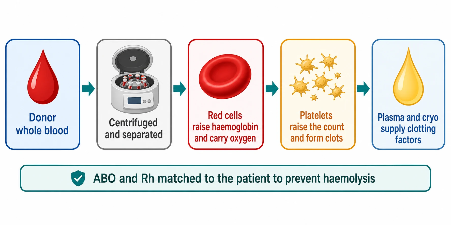 A clean scientific schematic on a white background. A horizontal flow of five rounded boxes joined by teal arrows from left to right. Box one blue shows a blood drop with text Donor whole blood. Box two grey shows a centrifuge with text Centrifuged and separated. Box three red shows a red cell disc with text Red cells raise haemoglobin and carry oxygen. Box four amber shows a platelet cluster with text Platelets raise the count and form clots. Box five pale blue shows a plasma drop with text Plasma and cryo supply clotting factors. A slim banner below reads ABO and Rh matched to the patient to prevent haemolysis.