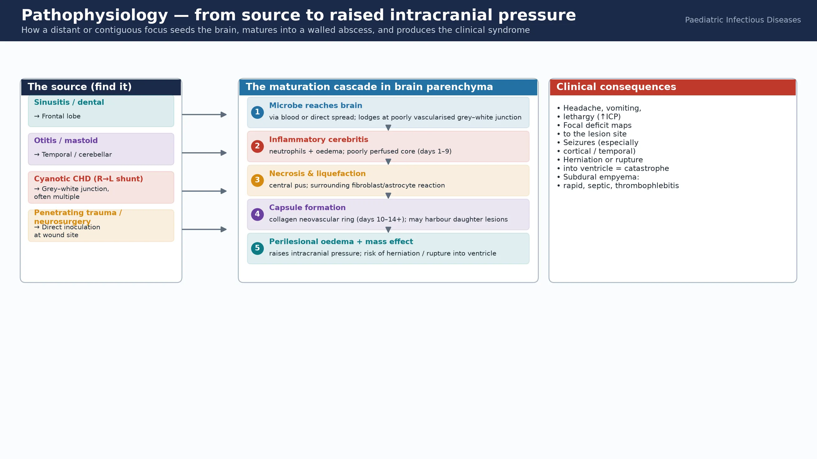 Educational mechanism schematic of brain abscess pathophysiology showing the source (sinus, ear, cyanotic heart disease, trauma), the five-step maturation cascade from microbe reaching the brain through cerebritis, necrosis and capsule formation to perilesional oedema and raised intracranial pressure, with clinical consequences