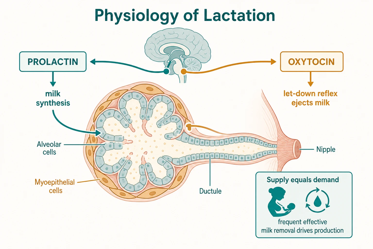 Diagram of lactation physiology showing prolactin driving milk synthesis in alveolar cells and oxytocin driving the let-down reflex through myoepithelial cells, with the supply-equals-demand principle