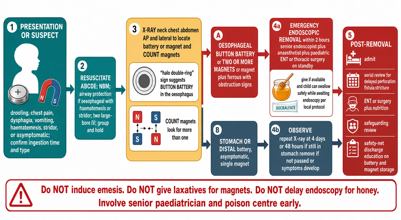 Reviewed educational schematic of the emergency management pathway from presentation and resuscitation through radiographic location and magnet counting, branching into emergency endoscopic removal within two hours for an oesophageal battery or two or more magnets with a honey or sucralfate adjunct, or observation for a distal asymptomatic battery or single magnet, and post-removal admission with serial review for delayed perforation fistula and stricture, safeguarding and safety-net discharge, with a warning banner against induced emesis laxatives and delayed endoscopy