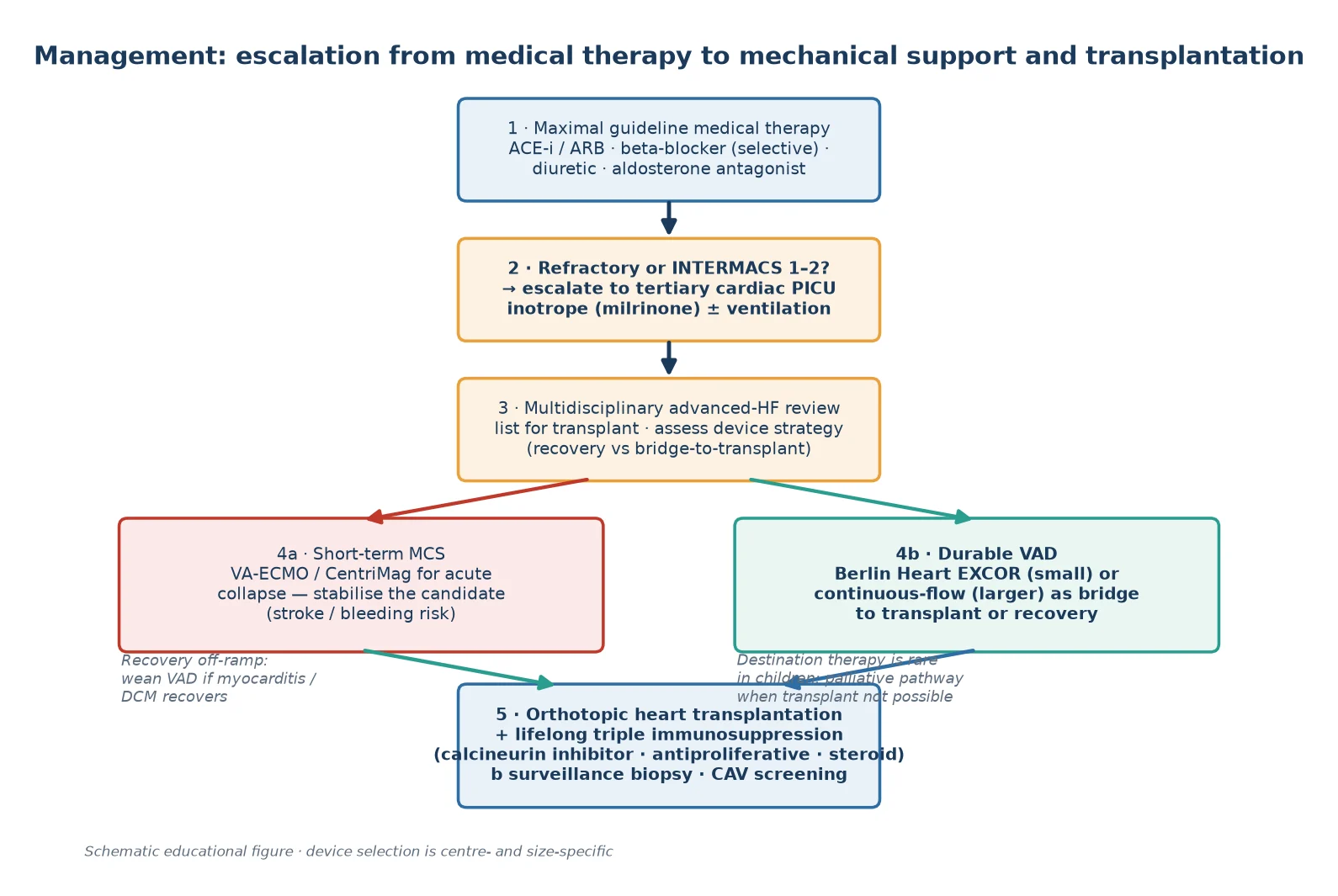 Management algorithm for advanced paediatric heart failure escalating from maximal medical therapy through refractory assessment and multidisciplinary listing to short-term MCS for the unstable child or durable VAD as bridge to transplant, then orthotopic heart transplantation with lifelong triple immunosuppression and surveillance, with a recovery off-ramp and a palliative pathway when transplant is not possible
