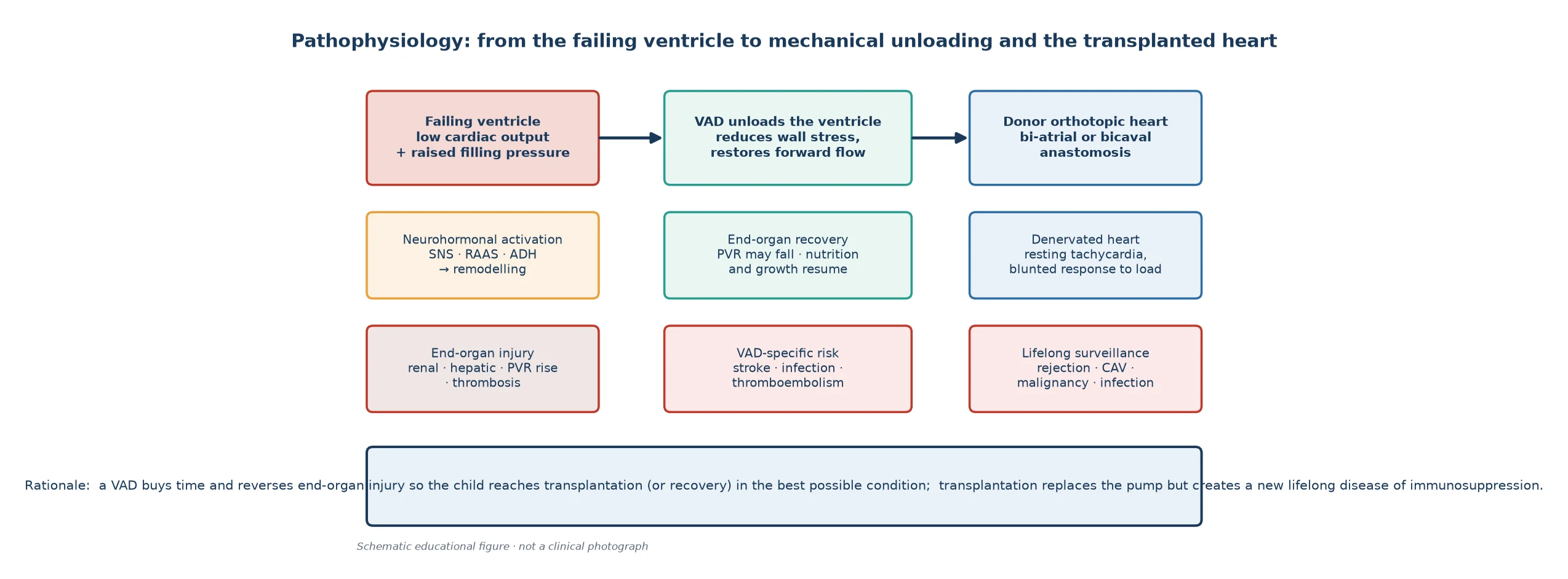 Pathophysiology of advanced paediatric heart failure showing the failing ventricle with neurohormonal activation and end-organ injury on the left, mechanical unloading by a ventricular assist device with end-organ recovery and device-specific risks of stroke, infection and thromboembolism in the middle, and the donor orthotopic heart with a denervated physiology and lifelong surveillance for rejection, cardiac allograft vasculopathy, malignancy and infection on the right