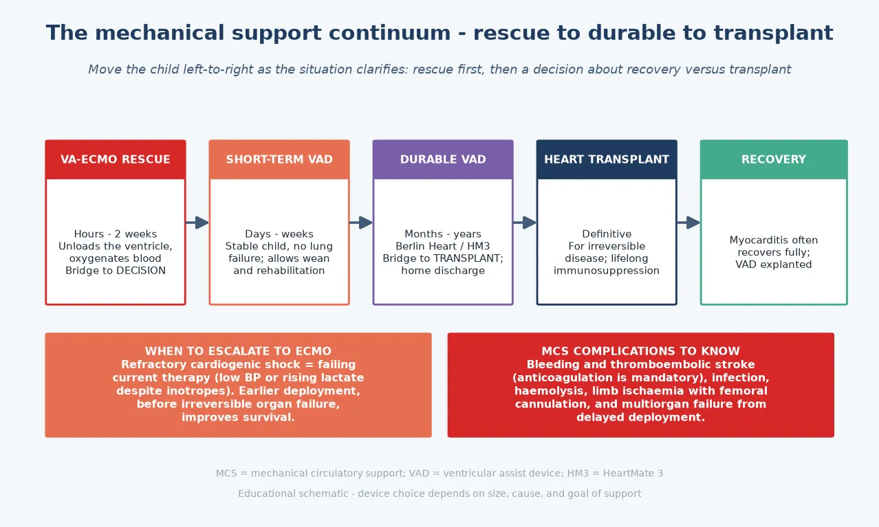 The mechanical support continuum from rescue to transplant. Left to right: venoarterial extracorporeal membrane oxygenation rescue (hours to two weeks, unloads the ventricle and oxygenates the blood, a bridge to decision); short-term ventricular assist device such as a CentriMag (days to weeks, for a stable child without lung failure, allows weaning and rehabilitation); durable ventricular assist device (months to years, the Berlin Heart EXCOR or HeartMate 3, a bridge to transplant that allows home discharge); heart transplant (definitive, for irreversible disease, with lifelong immunosuppression); and recovery (myocarditis often recovers fully, and the device is explanted). Two strips state when to escalate to extracorporeal membrane oxygenation (refractory cardiogenic shock failing current therapy, deployed early before irreversible organ failure) and the complications to know (bleeding and thromboembolic stroke from mandatory anticoagulation, infection, haemolysis, limb ischaemia with femoral cannulation, and multiorgan failure from delayed deployment).