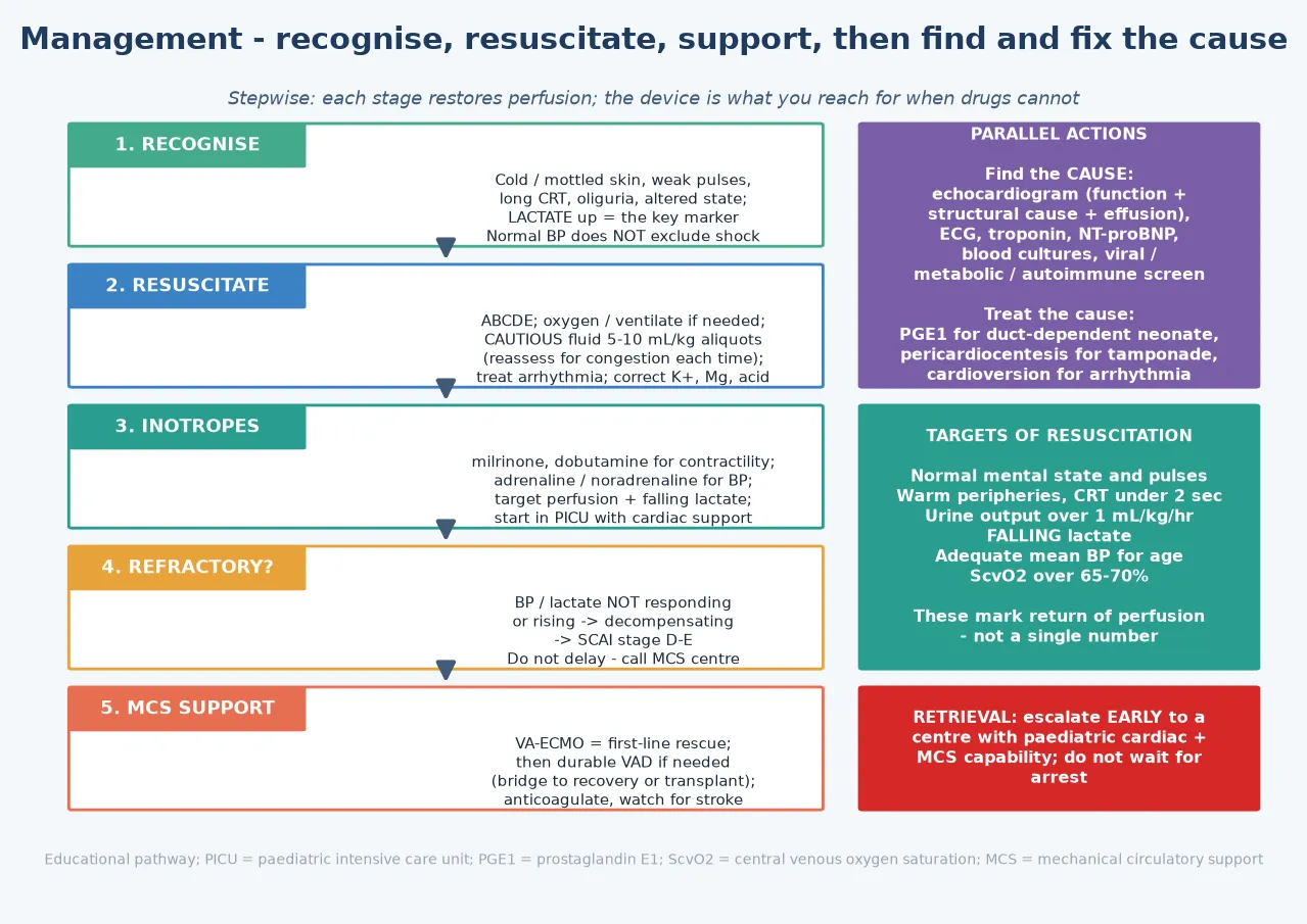 Stepwise management of cardiogenic shock. Five sequential steps: one recognise (cold mottled skin, weak pulses, long capillary refill, oliguria, altered state, lactate up; a normal blood pressure does not exclude shock); two resuscitate (ABCDE, oxygen, cautious five-to-ten millilitre-per-kilogram fluid aliquots reassessed for congestion, treat arrhythmia, correct potassium, magnesium and acid); three inotropes (milrinone and dobutamine for contractility, adrenaline and noradrenaline for blood pressure, target perfusion and a falling lactate, start in a paediatric intensive care unit); four refractory (blood pressure or lactate not responding, decompensating, SCAI stage D to E, do not delay, call the mechanical circulatory support centre); five mechanical circulatory support (venoarterial extracorporeal membrane oxygenation as first-line rescue, then a durable ventricular assist device, anticoagulate and watch for stroke). Parallel actions: find the cause with echocardiogram, ECG, troponin, NT-proBNP, cultures, and a viral, metabolic and autoimmune screen, and treat the cause with prostaglandin E1 for a duct-dependent neonate, pericardiocentesis for tamponade, cardioversion for arrhythmia. Resuscitation targets: normal mental state and pulses, warm peripheries with a capillary refill under two seconds, urine output over one millilitre per kilogram per hour, a falling lactate, an adequate mean blood pressure for age, and a central venous oxygen saturation over sixty-five to seventy percent. Retrieval: escalate early to a centre with paediatric cardiac and mechanical circulatory support capability; do not wait for arrest.