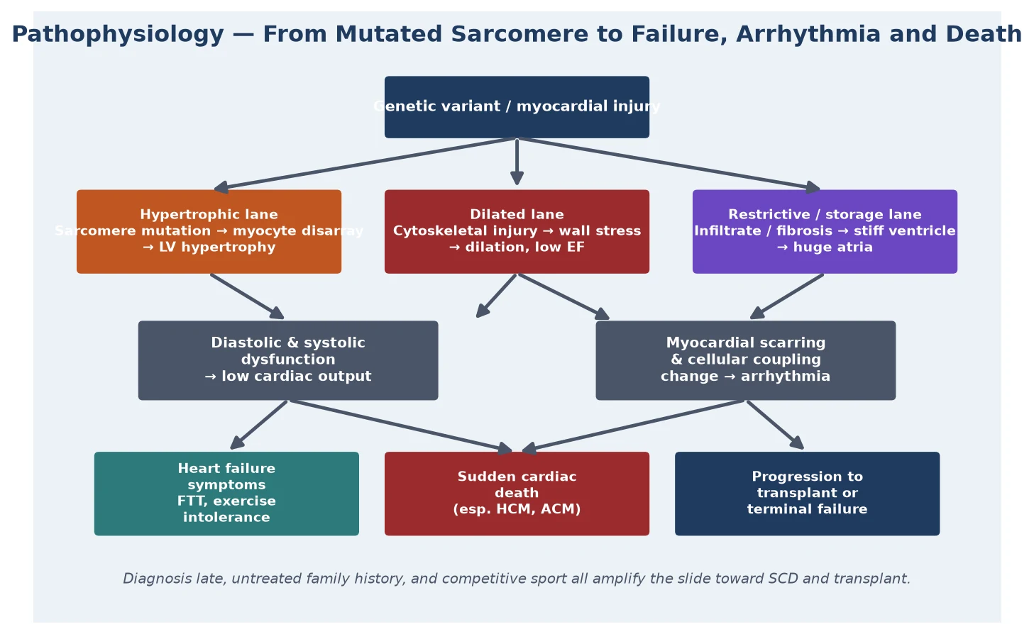 Pathophysiology of the paediatric cardiomyopathies showing the genetic variant or myocardial injury branching into a hypertrophic lane (sarcomere mutation, myocyte disarray, LV hypertrophy), a dilated lane (cytoskeletal injury, wall stress, dilation and low ejection fraction), and a restrictive or storage lane (infiltrate or fibrosis, stiff ventricle, giant atria), all converging on pump failure, arrhythmia, and sudden cardiac death or transplant
