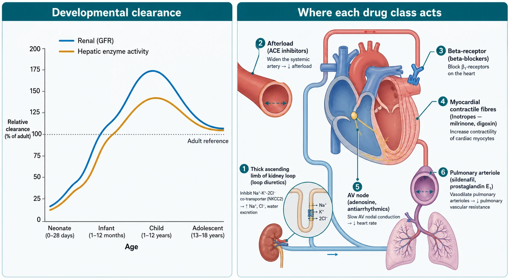 Educational schematic in two panels: left panel showing the maturation of renal clearance and hepatic enzyme activity across neonate, infant, child and adolescent; right panel showing the site of action of each drug class on preload, afterload, contractility, heart rate, cardiac rhythm and vascular tone