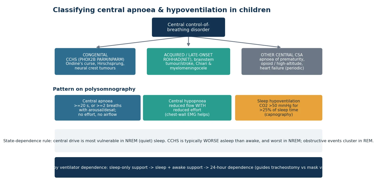 Classification of central apnoea and hypoventilation in children into three groups. Congenital: congenital central hypoventilation syndrome from PHOX2B mutations including the polyalanine repeat and non-polyalanine repeat forms, Ondine's curse, associated Hirschsprung disease and neural crest tumours. Acquired or late-onset: ROHHAD and ROHHAD-NET, brainstem tumour or stroke, Chiari malformation and myelomeningocele. Other central apnoea: apnoea of prematurity, opioid and high-altitude apnoea, and periodic breathing of heart failure. Below, the polysomnography patterns are central apnoea with no effort and no airflow for at least twenty seconds, central hypopnoea with reduced flow and reduced effort, and sleep hypoventilation with carbon dioxide above fifty for more than a quarter of sleep.
