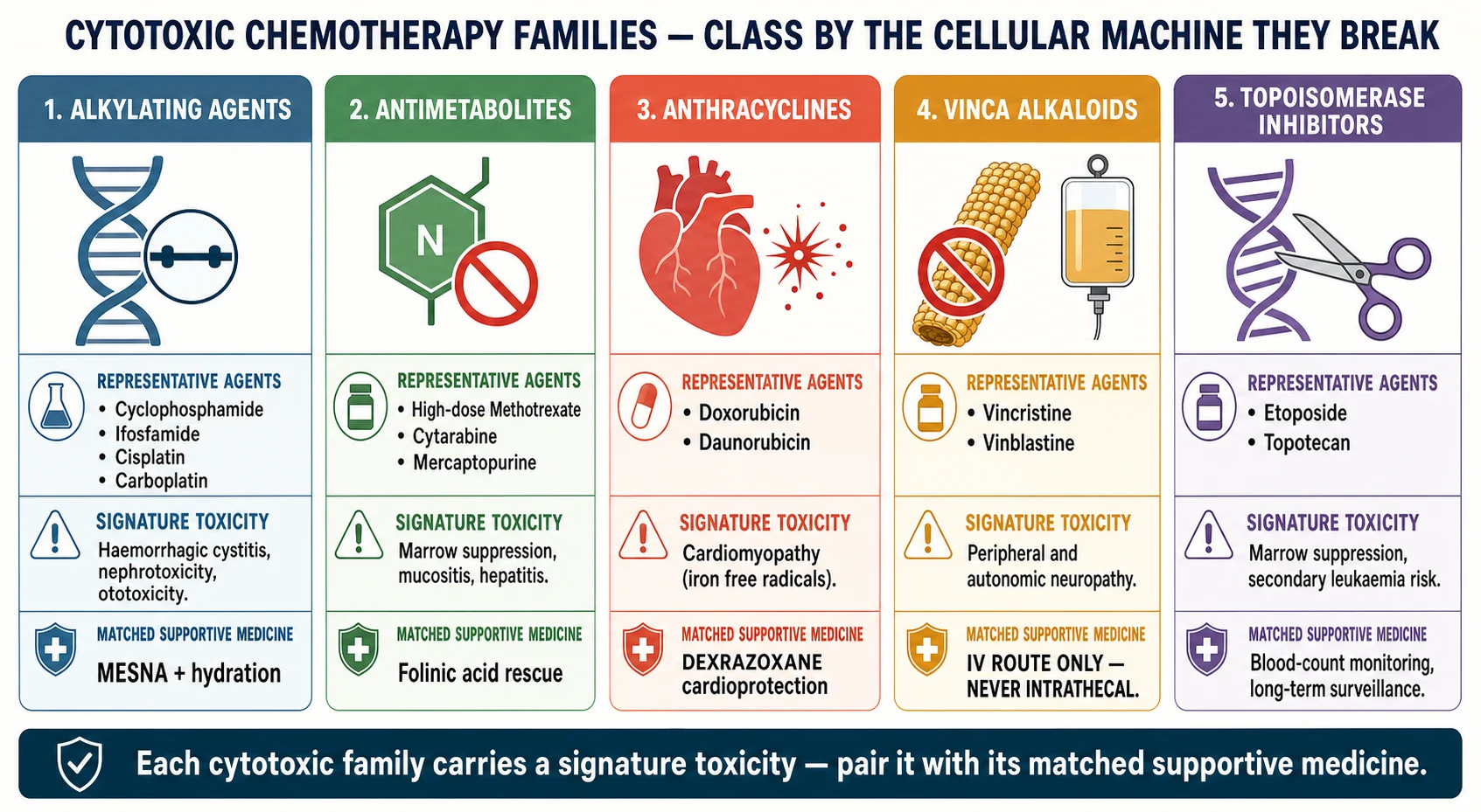 Educational infographic classifying cytotoxic chemotherapy into five columns paired with their supportive medicines — alkylating agents (cyclophosphamide, cisplatin with mesna and hydration), antimetabolites (methotrexate, cytarabine with folinic acid rescue), anthracyclines (doxorubicin, daunorubicin with dexrazoxane cardioprotection), vinca alkaloids (vincristine, vinblastine labelled intravenous only never intrathecal) and topoisomerase inhibitors (etoposide) — each column naming the toxicity and its antidote