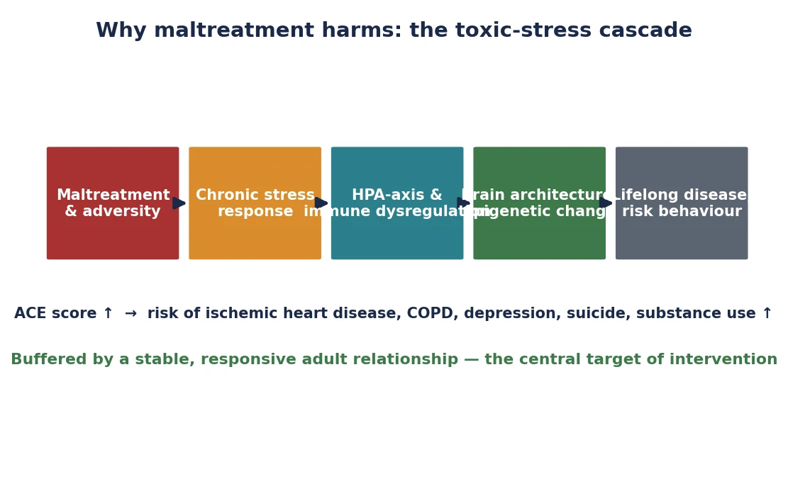 Left-to-right cascade: maltreatment and adversity, chronic stress response, HPA-axis and immune dysregulation, altered brain architecture and epigenetic change, lifelong disease and risk behaviour, with a footer on the ACE dose-response and the buffering effect of a stable adult