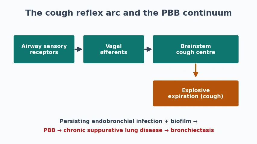 Cough reflex arc from airway sensory receptors along vagal afferents to the brainstem cough centre and expiratory effort