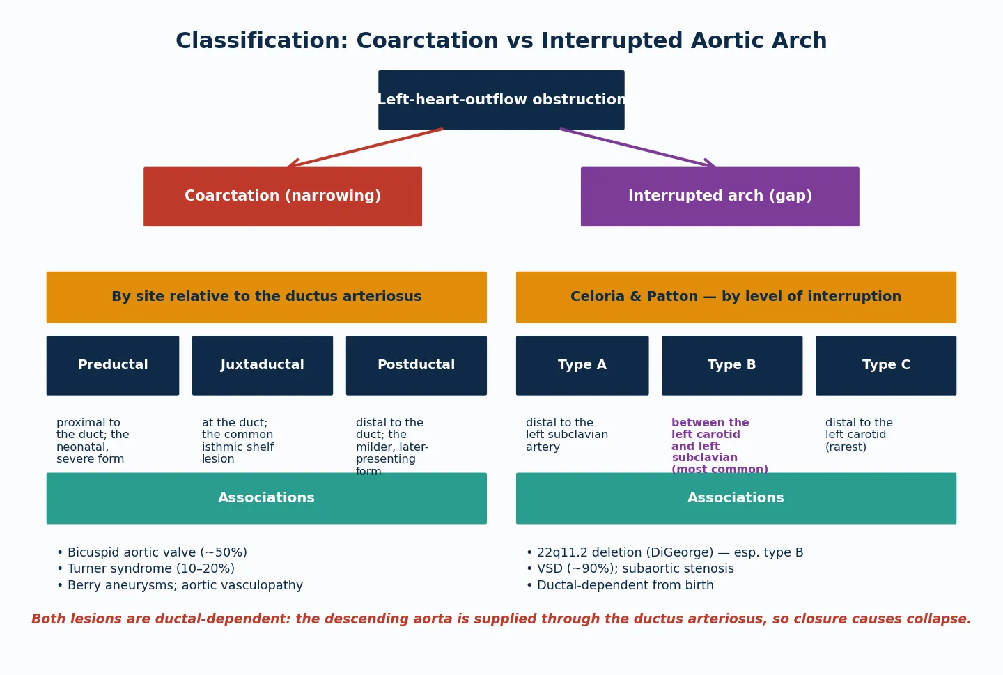 Classification tree of aortic arch obstruction in children. Left branch: coarctation of the aorta classified by site relative to the ductus arteriosus as preductal (proximal to the duct, the severe neonatal form), juxtaductal (at the duct, the common isthmic shelf lesion) and postductal (distal to the duct, the milder later-presenting form), with associations of bicuspid aortic valve in about fifty percent, Turner syndrome in ten to twenty percent and aortic vasculopathy. Right branch: interrupted aortic arch classified by the Celoria and Patton level as type A (distal to the left subclavian), type B (between the left carotid and left subclavian, the most common) and type C (distal to the left carotid, the rarest), with associations of 22q11.2 deletion especially in type B, ventricular septal defect in about ninety percent and ductal dependence from birth.