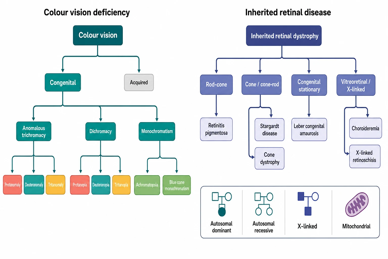 A clean schematic on a white background in landscape showing two classification panels. The left panel is a downward-branching tree of the colour vision deficiency, branching from a central colour-vision node into a congenital branch, which splits into the anomalous trichromacy with the protanomaly, the deuteranomaly and the tritanomaly leaves, and the dichromacy with the protanopia, the deuteranopia and the tritanopia leaves, and a separate monochromatism branch with the achromatopsia and the blue cone monochromatism leaves, alongside an acquired branch shown in grey. The right panel is a downward-branching tree of the inherited retinal disease, branching from an inherited retinal dystrophy node into the rod-cone group with the retinitis pigmentosa, the cone and cone-rod group with the Stargardt disease and the cone dystrophy, the congenital stationary group with the Leber congenital amaurosis, and the vitreoretinal X-linked group with the choroideremia and the X-linked retinoschisis, with an inheritance ribbon along the bottom showing the autosomal dominant, the autosomal recessive, the X-linked and the mitochondrial icons.