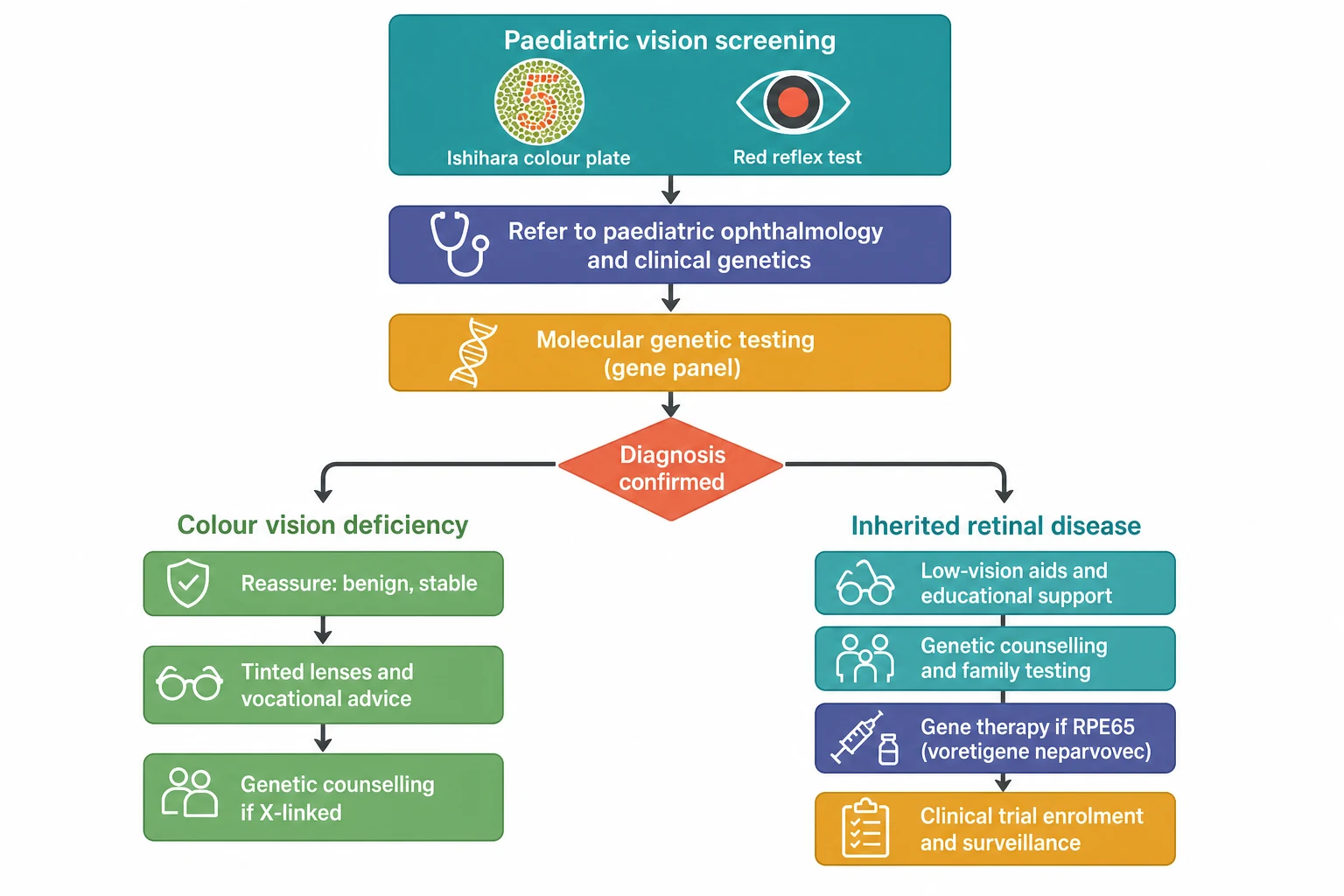 A clean scientific flowchart on a white background in landscape reading from the top to the bottom. The top box in teal is the paediatric vision screening with the Ishihara plate and the red-reflex icons, leading down to an indigo box for the referral to the paediatric ophthalmology and the clinical genetics, then to an amber box for the molecular genetic testing by the gene panel, then to a coral decision diamond for the confirmed diagnosis. The diamond splits into two side-by-side pathways. The left pathway, headed the colour vision deficiency, has three green boxes stacked vertically for the reassurance that the condition is benign and stable, the tinted lenses and the vocational advice, and the genetic counselling if X-linked. The right pathway, headed the inherited retinal disease, has four boxes stacked vertically for the low-vision aids and the educational support, the genetic counselling and the family testing, the gene therapy if RPE65 by the voretigene neparvovec, and the clinical trial enrolment and the surveillance.